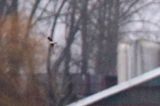 20191224_Kleine Regenwulp_Barsingerhorn_04